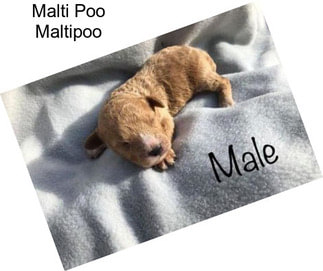 Malti Poo Maltipoo