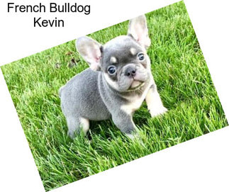 French Bulldog Kevin