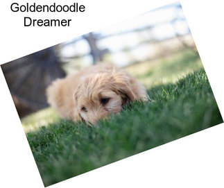 Goldendoodle Dreamer