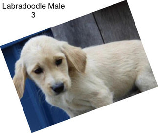 Labradoodle Male 3