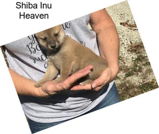 Shiba Inu Heaven