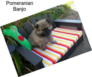 Pomeranian Banjo