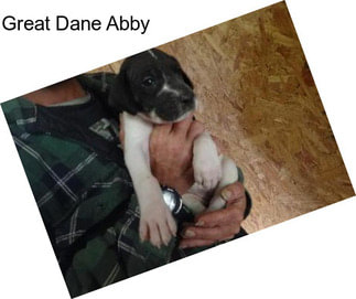 Great Dane Abby