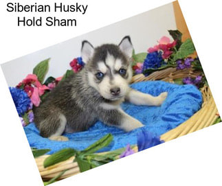 Siberian Husky Hold Sham