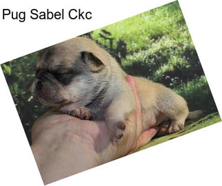 Pug Sabel Ckc