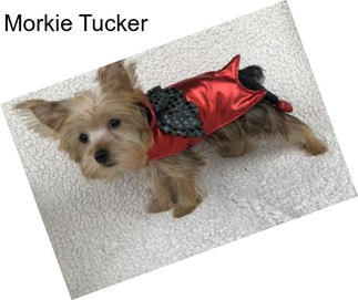 Morkie Tucker