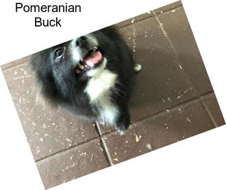 Pomeranian Buck