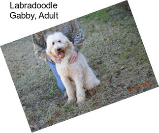 Labradoodle Gabby, Adult