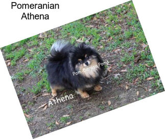 Pomeranian Athena