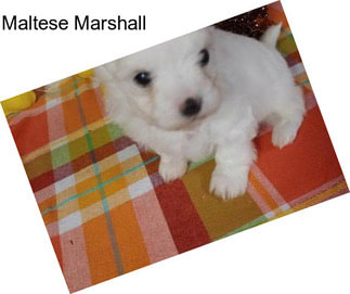 Maltese Marshall