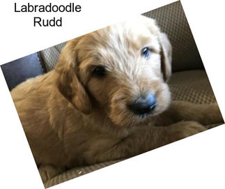 Labradoodle Rudd