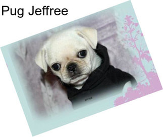 Pug Jeffree