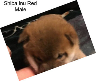 Shiba Inu Red Male