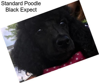 Standard Poodle Black Expect