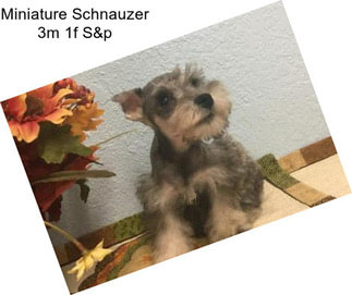 Miniature Schnauzer 3m 1f S&p