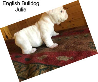 English Bulldog Julie