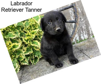 Labrador Retriever Tanner