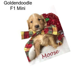 Goldendoodle F1 Mini