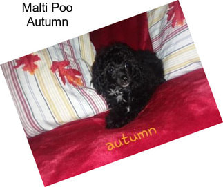 Malti Poo Autumn