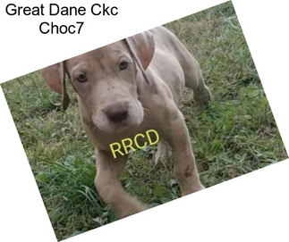 Great Dane Ckc Choc7