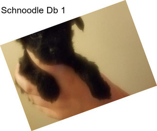 Schnoodle Db 1