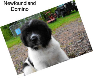 Newfoundland Domino