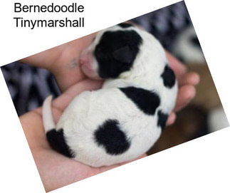 Bernedoodle Tinymarshall