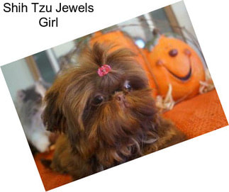 Shih Tzu Jewels Girl