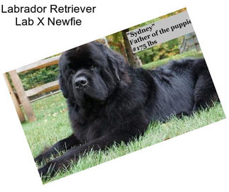 Labrador Retriever Lab X Newfie