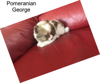 Pomeranian George