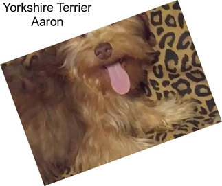 Yorkshire Terrier Aaron