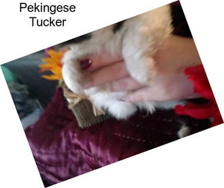 Pekingese Tucker