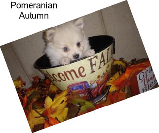 Pomeranian Autumn