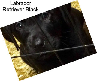 Labrador Retriever Black