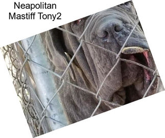 Neapolitan Mastiff Tony2