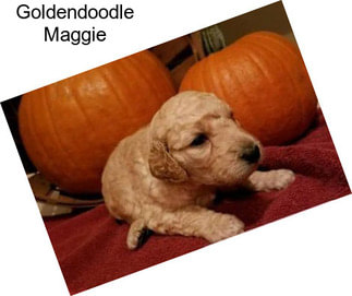 Goldendoodle Maggie