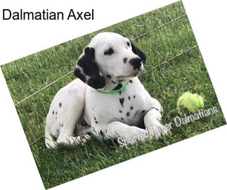 Dalmatian Axel