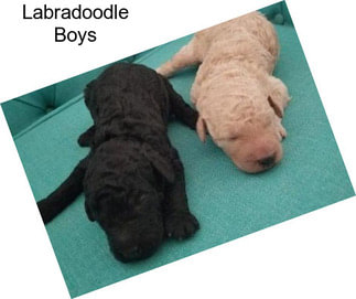 Labradoodle Boys