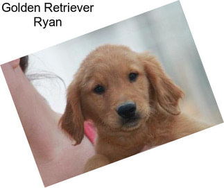 Golden Retriever Ryan