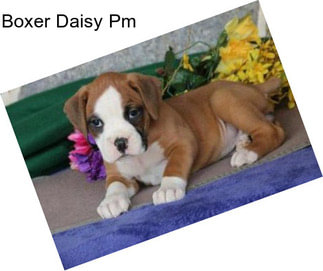 Boxer Daisy Pm