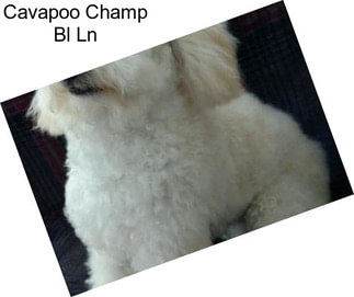 Cavapoo Champ Bl Ln