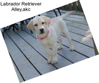 Labrador Retriever Alley,akc