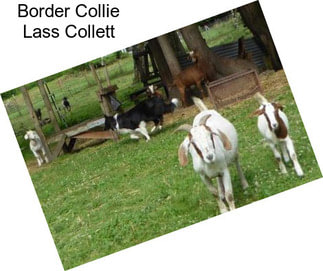 Border Collie Lass Collett