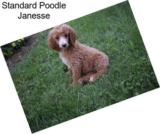 Standard Poodle Janesse