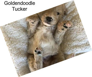 Goldendoodle Tucker