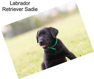 Labrador Retriever Sadie