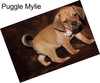 Puggle Mylie