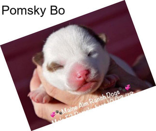 Pomsky Bo