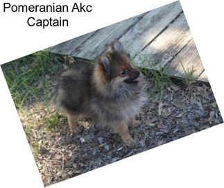 Pomeranian Akc Captain