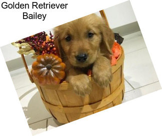 Golden Retriever Bailey